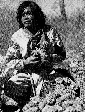 Indian with peyote
